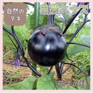 「自農丸ナス」 ナスの種 化学肥料 農薬不使用で栽培 家庭菜園 種 タネ 茄子 野菜