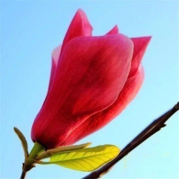 ❃台灣當天發貨❃紅玉蘭 黃玉蘭 白玉蘭 紫玉蘭花種子 耐寒易養活 四季常青 發芽率高達90% 陽臺庭院盆栽