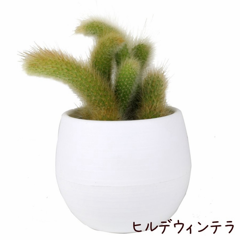 ヒルデウィンテラ 4号 観葉植物 サボテン 多肉植物 インテリア グリーン 卓上 デスク テーブル おしゃれ かわいい 新生活 ギフト プレゼント 通販 Lineポイント最大0 5 Get Lineショッピング