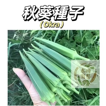 現貨（秋葵種子）紅秋葵種子  不易老水果秋葵種子綠秋葵 可生吃3-10月種植高產庭院盆栽地栽蔬菜種子#果菜類