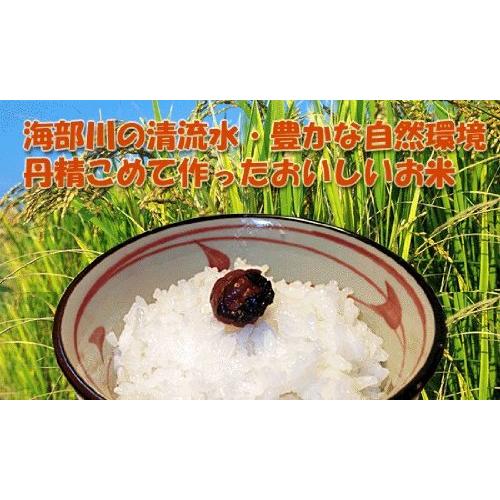 特別栽培米 あわみのり 四国徳島県産100％ おいしいお米 白米10kg （農家直送）令和5年産 新米