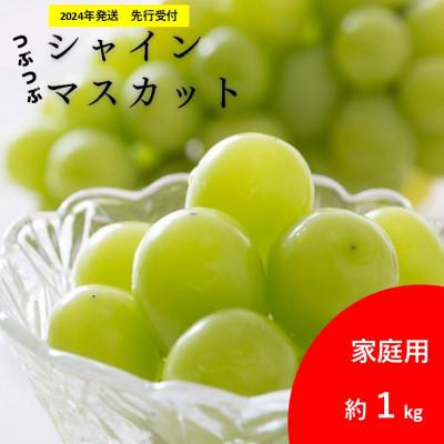 ふるさと納税 塩尻市 2024年9月より順次発送予定　先行受付粒粒シャインマスカット約1kg