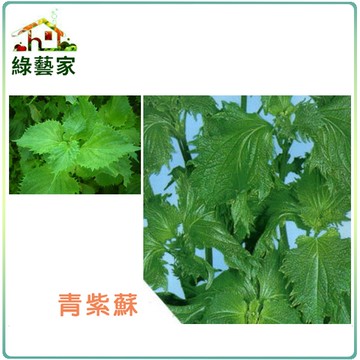 【綠藝家】F09.青紫蘇(青香，日本進口)種子0.65克(約400顆)