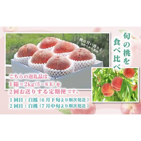 ふるさと納税 ＜2024年先行予約＞計4kg以上 2kg以上(5〜8玉)×2 180-007 山梨県笛吹市