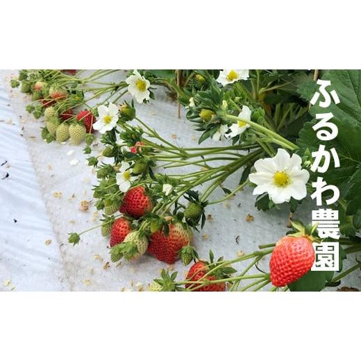ふるさと納税 佐賀県 小城市 新品種 いちごさん 4箱セット ふるかわ農園   苺