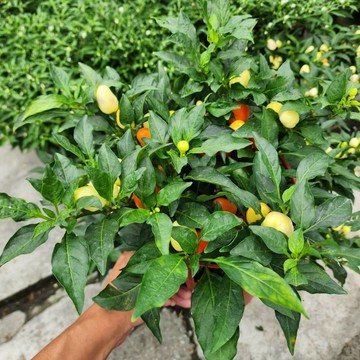 P老闆園藝~觀賞辣椒 5吋盆