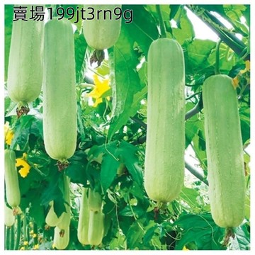 現貨 絲瓜種子大全（100粒） 四季種子庭院陽台四季高產蔬菜蘋果絲瓜長角絲瓜牛奶絲瓜四季可種植爬藤農家蔬菜種子