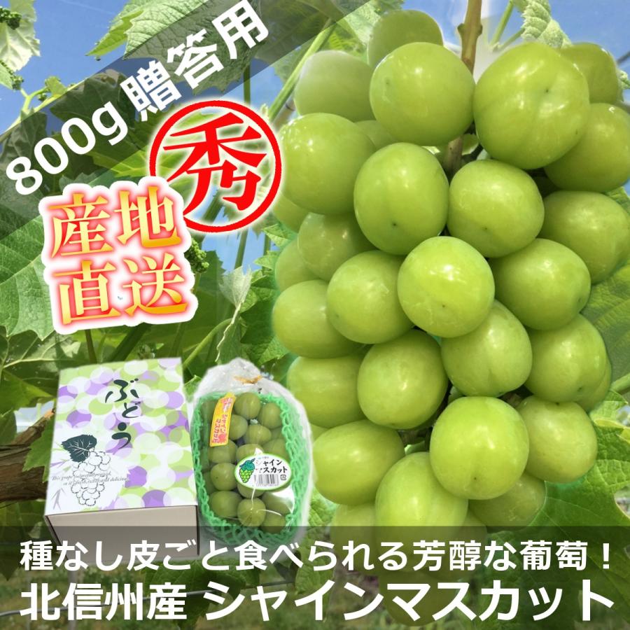 長野県北信州 産地直送 シャインマスカット 贈答用 特上品 1房 約800g 化粧箱入 限定販売