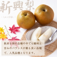 新興梨（秀品） 5kg（7～12玉）（2024年10月上旬～発送）