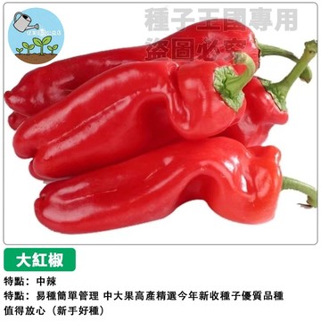 🌶️【台灣現貨｜大果肉厚】中辣大紅椒種子 辣椒種子 燈籠椒 四季可種 高產量 盆栽陽台/家庭菜園 鮮食醃漬