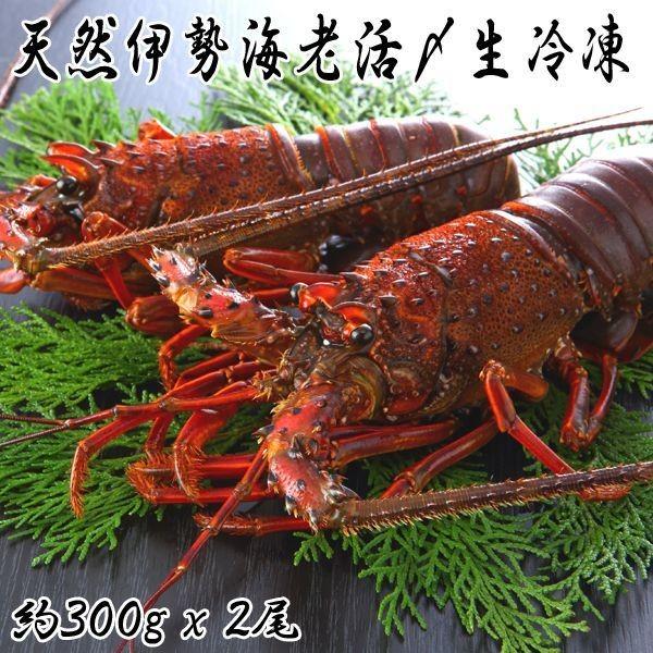 天然伊勢海老活〆生冷凍(約300x2尾 約600g 国産 活き〆 鮮度抜群 伊勢エビ　伊勢えび 刺身 ロブスター 伊勢海老汁