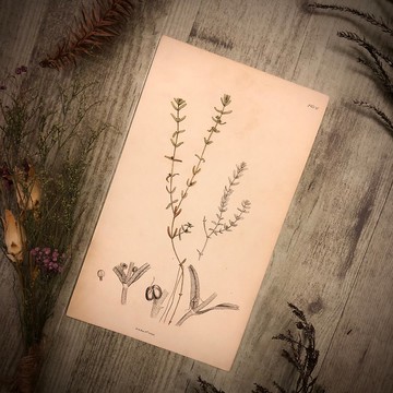 英國出版English Botany百年植物版畫