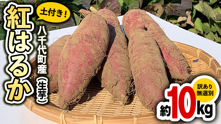 訳あり 茨城 八千代町産 さつまいも 紅はるか 土付き 無選別 生芋 約 10kg 農家直送 熟成 べにはるか イモ 芋 いも おやつ [AX034ya]