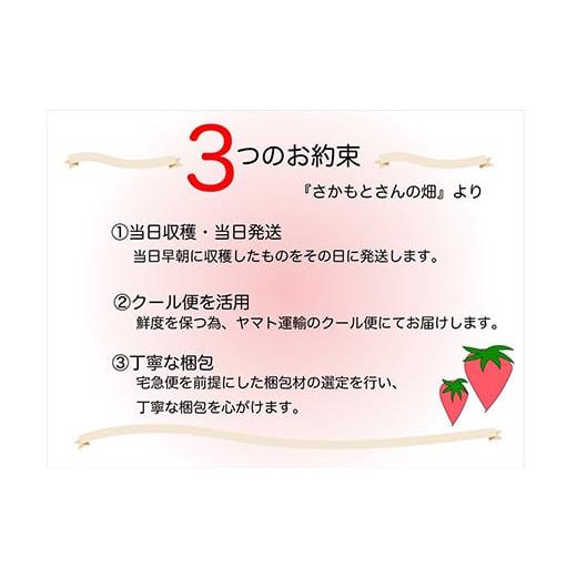 ふるさと納税 佐賀県 唐津市 『予約受付』シャインマスカット2kg 3房〜4房 葡萄 ぶどう 果物 フルーツ スイーツ