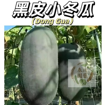 嘉儀現貨（黑皮小冬瓜種子）滿地爬小冬瓜毛節瓜香芋冬瓜粉皮大冬瓜黑皮冬瓜冰川冬瓜四季陽台高產早熟蔬菜好癢易活型種子