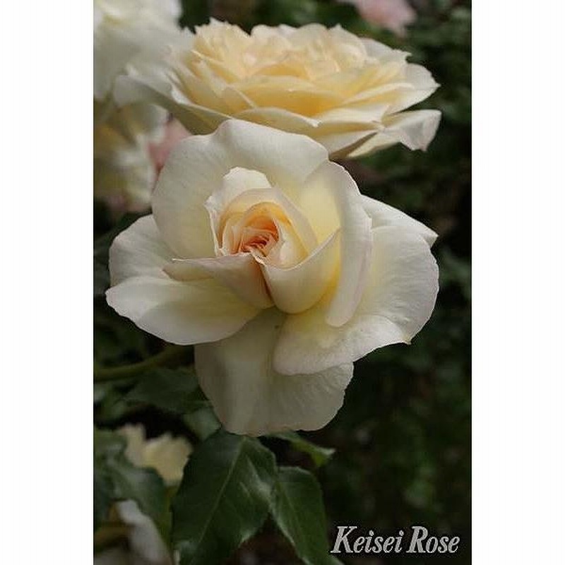 ◇開花後強剪定株 花芽なし◇ <br>バラ 苗 京成