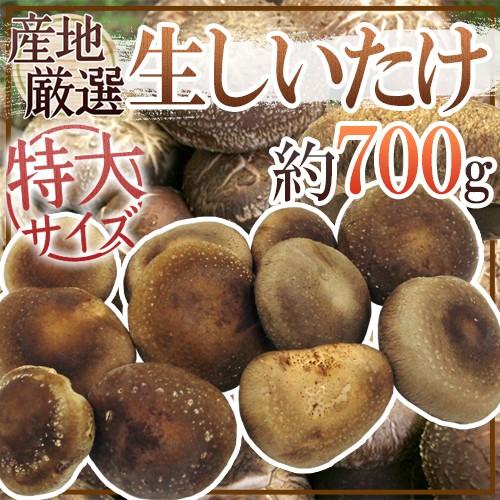 産地厳選 ”特大 ジャンボ生しいたけ” 約700g 椎茸