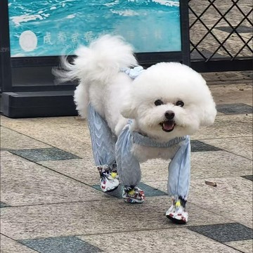 狗狗寵物外出防塵褲四腳連身褲四季款可愛中小型犬泰迪博美遛彎褲台灣出貨💯