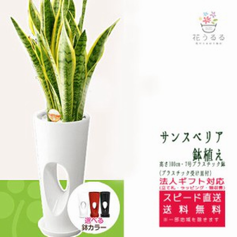 観葉植物 サンスベリア7号穴高陶器鉢 高さ約100cm サンセベリア トラノオ Sans07 開店祝い 新築祝い 誕生日プレゼント 引越 祝い 通販 Lineポイント最大1 0 Get Lineショッピング