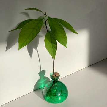 【ILEX STUDIO】酪梨玻璃花器 翡翠綠