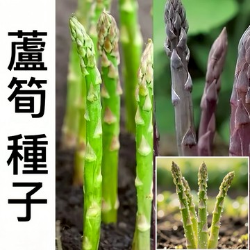 現貨 【蘆筍種子】（100粒） 蔬菜之王~高產好養種植一次吃十年 綠蘆筍菜紫蘆筍美國白蘆筍種子盆栽地栽多年生特色蔬菜種子