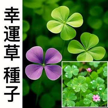 台灣發貨 幸運草種子（1000粒）超低價 福利-滿送  三葉草 四葉草種子 花種籽 四季常青 綠化 庭院 護坡 草坪種籽