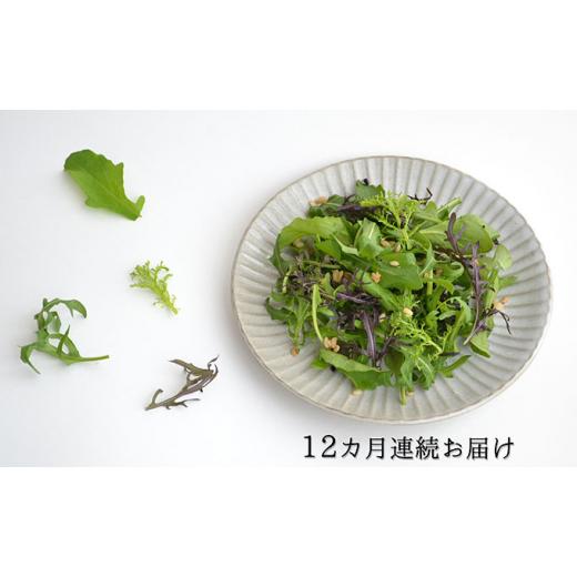 ふるさと納税 静岡県 藤枝市 定期便 12回 国産 ハーブ 野菜 詰め合わせ 約 450g 5種 8袋 セット × 12ヶ月 お届け ルッコラ 約 50g × 3袋 リーフトマト 赤か…