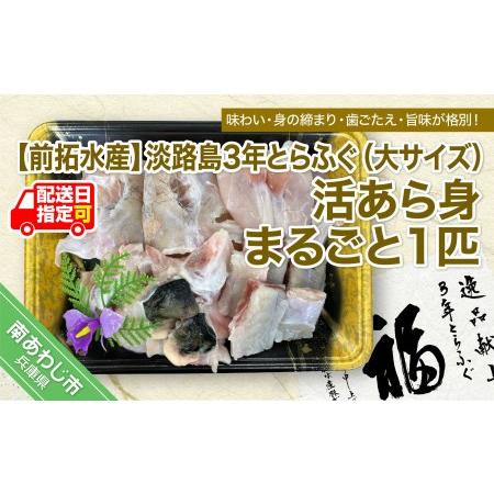 ふるさと納税 淡路島3年とらふぐ（大サイズ）活あら身まるごと1匹◆配送10月8日〜3月31日 兵庫県南あわじ市