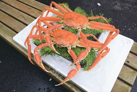 訳あり足１本なしボイル松葉ガニ（並500g）訳あり かに カニ 蟹 訳ありボイル 新鮮 かに カニ 蟹 松葉ガニ 松葉がに かに カニ 蟹 ボイル訳あり かに 松葉がに