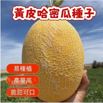 🔥熱銷 黃皮哈密瓜種子 香瓜種子 營養豐富 超甜 多款哈密瓜種子   四季種植水果種子 香甜濃郁 超實惠價🍈