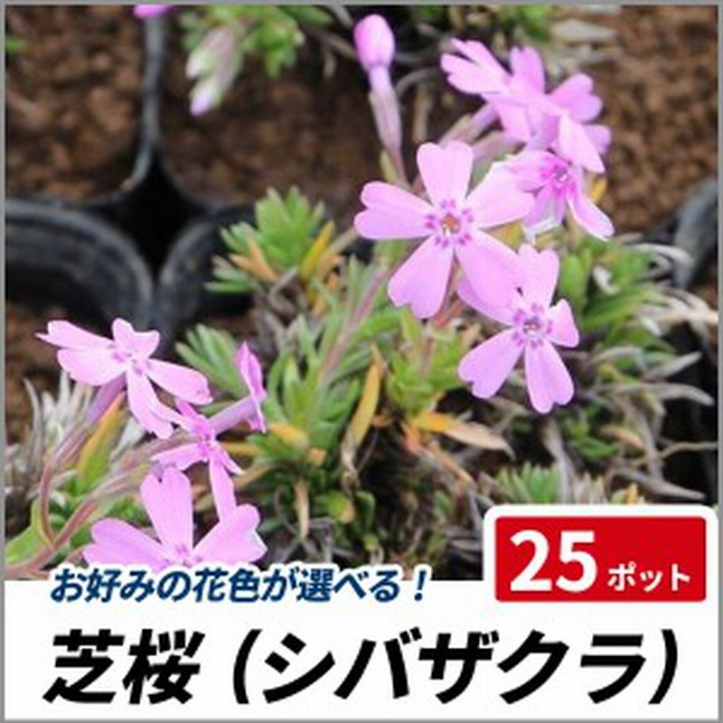 芝桜 シバザクラ 25ポットセット 苗 多年草 グランドカバー 寄せ植え 下草 通販 Lineポイント最大1 0 Get Lineショッピング