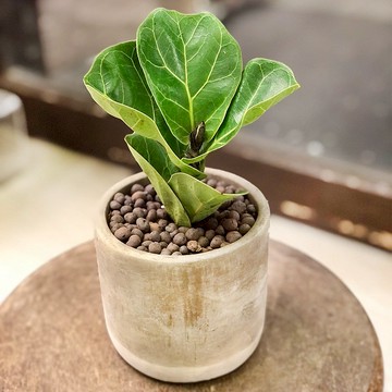 簡單生活 琴葉榕小品水泥盆 | 居家辦公好夥伴 WFH