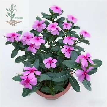 青禾園藝（29款日日春種子）長春花花籽 四季播種 耐寒耐熱種植 四季陽台庭院盆栽 觀賞花卉植物#台灣自留種