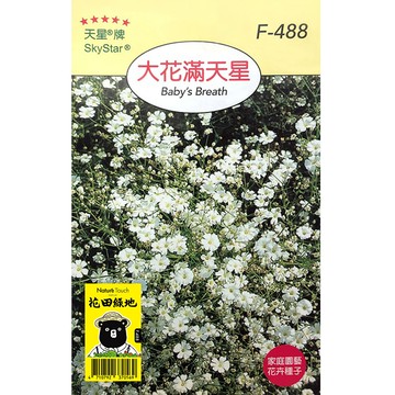 花田綠地種子-大花滿天星