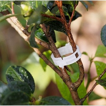 【台灣現貨】瓜果植物固定夾 蔬菜番茄藤蔓類植物 快速卡扣 園藝用品 菜園蔬菜種植植物 藤蔓夾 蘭花夾 蝴蝶夾 夾子
