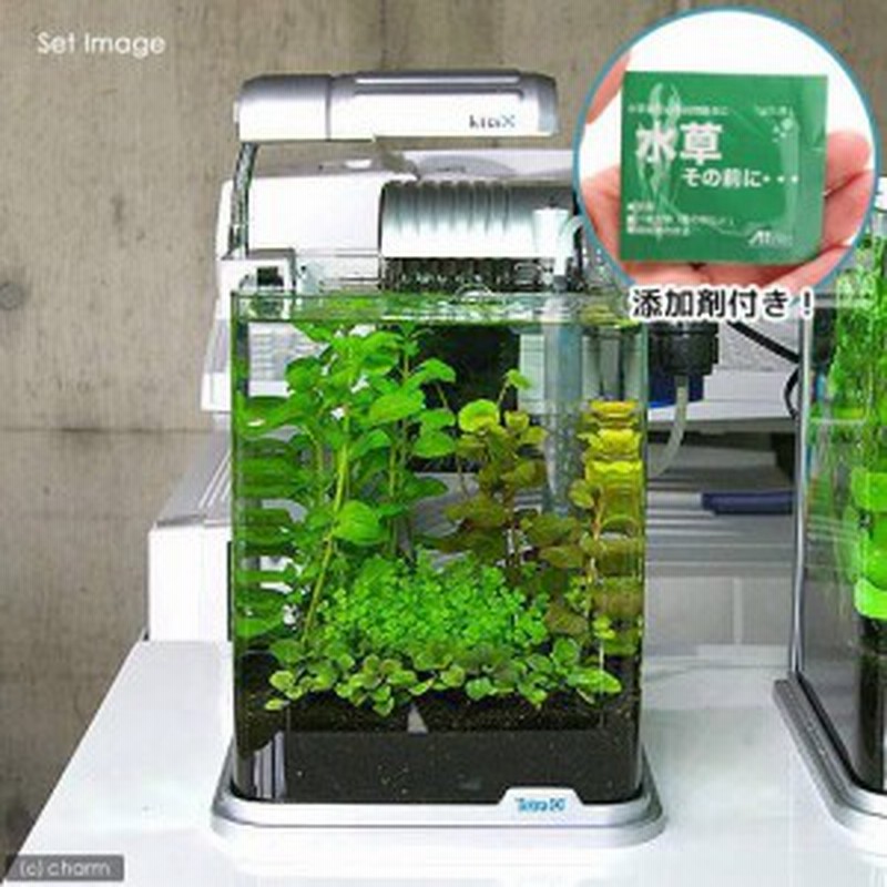 水草 おまかせ水上葉 レイアウトセット ２０ｃｍ水槽用 ４種 無農薬 水草説明書付 水草その前に１ｇ 本州四国限定 通販 Lineポイント最大7 0 Get Lineショッピング