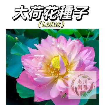 （大型荷花種子） 高產藕產蓮子~池塘磨盤種子盆栽魚塘大田觀賞&食用藕種子四季播種花卉綠植