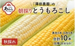 秋とうもろこし 黄色 白色 計10本 おおもの 朝採り ／ 期間限定 数量限定 ハウス栽培 産地直送 甘い ミックス スイートコーン 白い とうもろこし ホワイトコーン 野菜 あわら ※2024年10月10日より順次発送