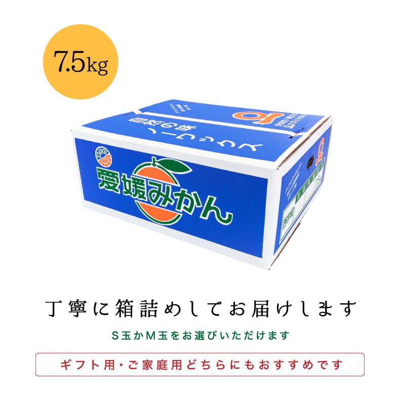 「ファミリーみかん7.5」愛媛西宇和産みかん ファミリー用7.5キロ