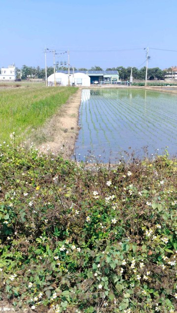 售：白河區埤子頭2.08分優質農地｜台南市白河區埤子頭段埤子頭小段