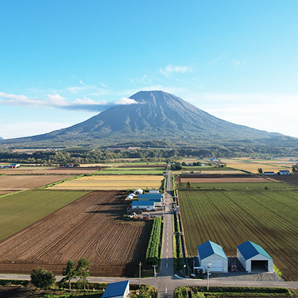 北海道産 朝もぎ イエロー とうもろこし 味来 みらい 2Lサイズ 13本 約5kg 大きめ 夏野菜 とうきび 新鮮 野菜 トウモロコシ ギフト 産地直送 コーン 産直 グリーンアースファーム