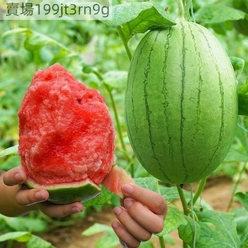 現貨早春紅玉西瓜（100粒）🍉手撕薄皮高產盆栽小西瓜水果種 盆栽蜂蜜小西瓜抗病易坐果脆甜清爽多汁水果種籽子春夏播種籽易種