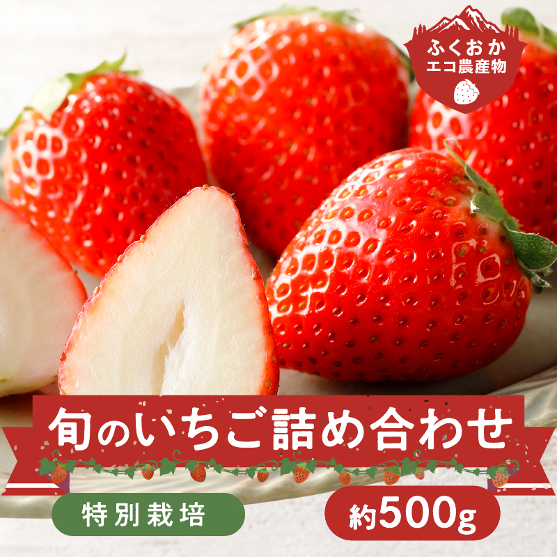 特別栽培 旬のいちご詰め合わせ （ふくおかエコ農産物） 約500g