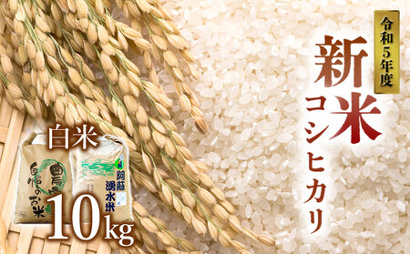 令和5年産 阿蘇のお米 コシヒカリ10kg 1袋 白米