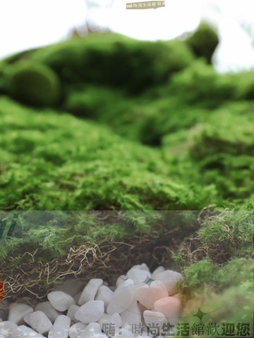 免運 可開發票 仿真綠植造景輔材花泥鵝暖石白云石子鋪地庭院景觀苔蘚草布置裝飾