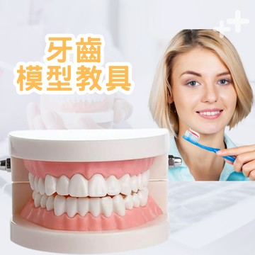 牙齒模型教具 牙科標準牙齒模型 示範假牙模型 兒童刷牙教學模型 教育學習牙齒模型