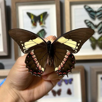 🦋栗紅大鳳蝶🦋蝴蝶 昆蟲 模型 乾貨三角紙包裝 #非活體 #類模型 #藝術品