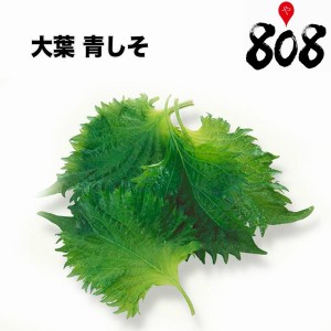 大葉 青しそ あおじそ Lサイズ 1パック 約100g 100枚入冬の味覚 冬のご