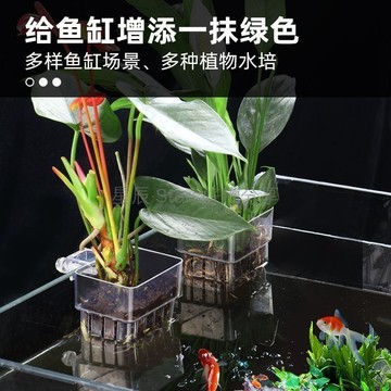 台灣出貨✨ 水培籃 透明 鏤空 壁掛式 加厚 定植籃 魚缸造景 綠植養護