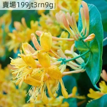 現貨 金銀花種子（400粒） 多年生忍冬花種子 中藥材種子可食用泡茶 忍冬寒氣芳香易種 陽臺庭院 盆栽種子 四季種植